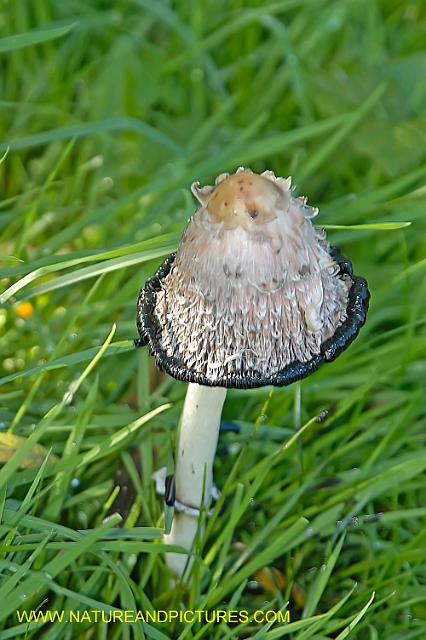 inkcap fungus, inkcaps-5.jpg - SHAGGY INKCAP - RYE - 23.9.06
